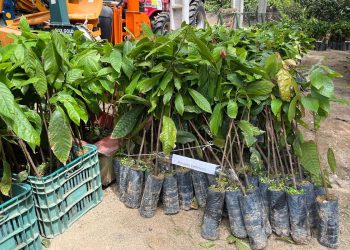 Guaçuí e Jerônimo Monteiro terão entrega de mudas nesta Segunda Feira